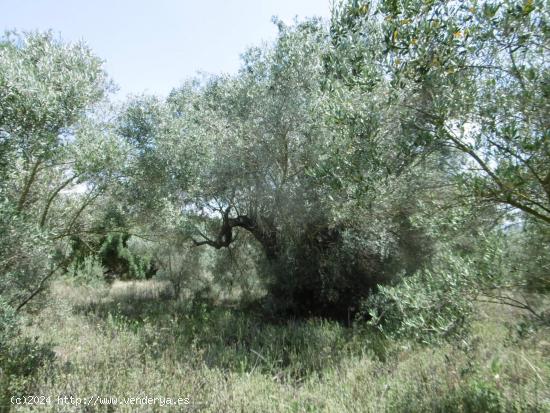  Finca grande con caseta y acceso desde camino asfaltado cerca de Vall d'Alba - CASTELLON 