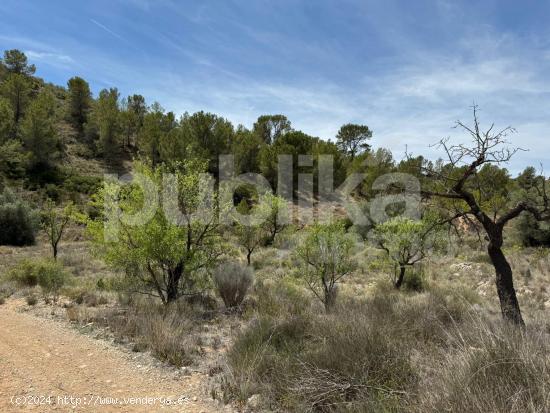 TERRENO EN LA CANALOSA - ALICANTE