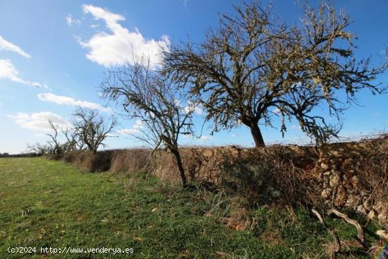 Terreno en Campos con vistas despejadas - BALEARES