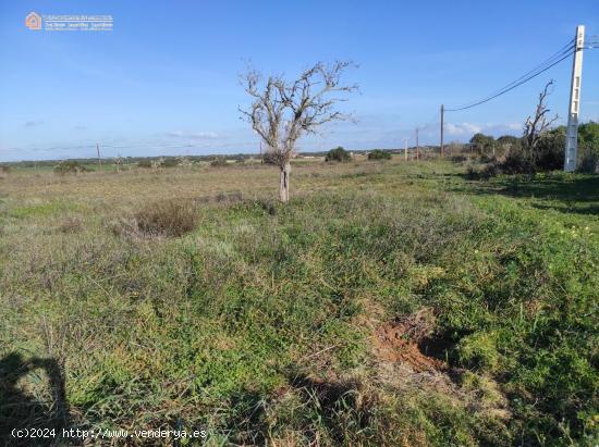 Terreno Rústico Edificable CON LICENCIA en Ses Salines - BALEARES