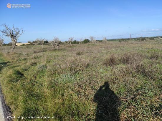 Terreno Rústico Edificable CON LICENCIA en Ses Salines - BALEARES