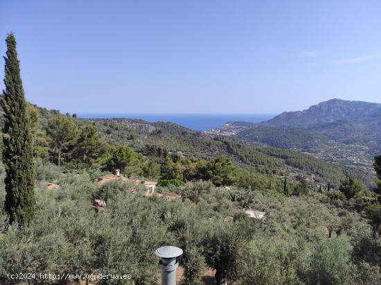  Olivar Con Cueva en Sóller - BALEARES 