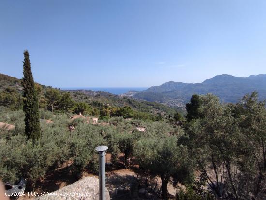 Olivar Con Cueva en Sóller - BALEARES