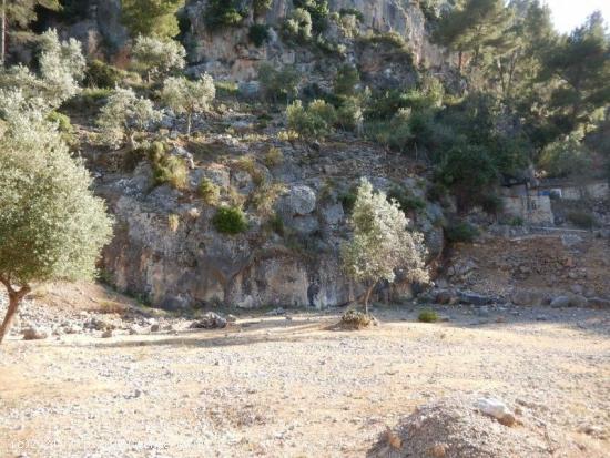 Olivar Con Cueva en Sóller - BALEARES