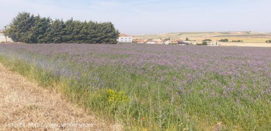  Urbis te ofrece un terreno rústico en venta en Cabrerizos, Salamanca. - SALAMANCA 