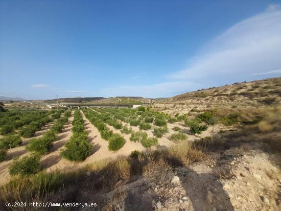 PARCELAS EN ASPE - ALICANTE