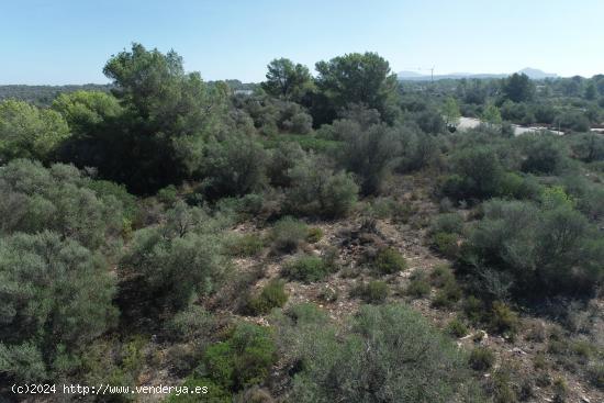 Dos parcelas urbanas en Son Gual - BALEARES