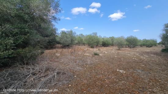 SOLAR RÚSTICO CON PROYECTO Y LICENCIA - BALEARES