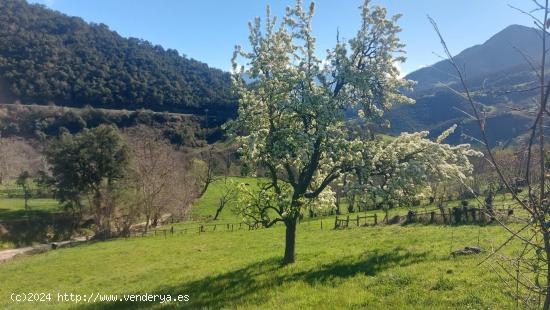 Finca urbanizable en Mogrovejo - CANTABRIA