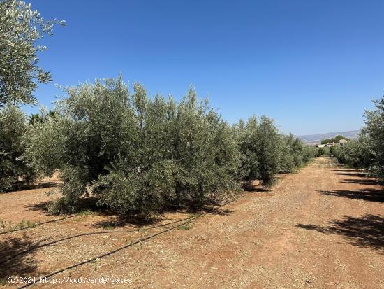  VENTA PARCELA RUSTICA EN LOS LLANOS DE MORALEDA DE ZAFAYONA - GRANADA 