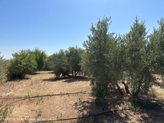 VENTA PARCELA RUSTICA EN LOS LLANOS DE MORALEDA DE ZAFAYONA - GRANADA