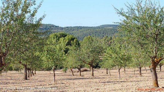 Finca en venta en Mazaleón (Teruel)