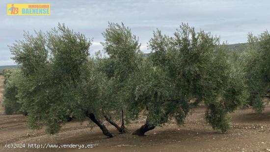 Olivar llano con muy buena tierra - CORDOBA