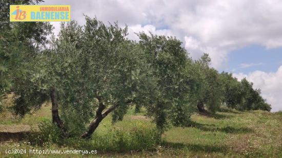 Olivar en muy buena ubicación - CORDOBA