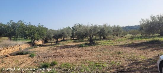 Finca rustica en venta Olocau. - VALENCIA