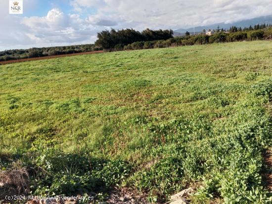  PARCELA RÚSTICA EN LLUBÍ - BALEARES 