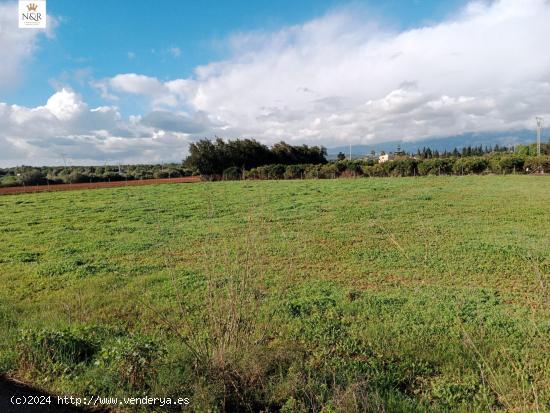 PARCELA RÚSTICA EN LLUBÍ - BALEARES