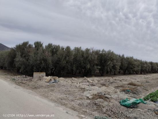 Terreno de Regadío - La Hoya, Lorca - MURCIA