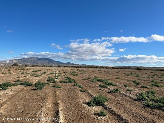 Terreno Rústica - Paraje de la Alcanara, Alhama de Murcia - MURCIA