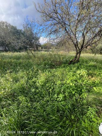 Terreno urbano en Avenida Alcora - CASTELLON