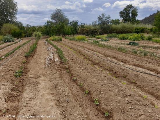 OPORTUNIDAD FINCA RUSTICA DE REGADIO CON MASIA CON ACCESO DIRECTO  AL RIO EBRO EN FLIX - TARRAGONA