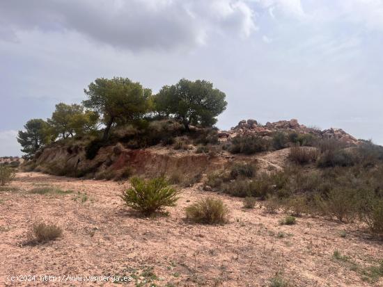 Parcela de Regadío - Cordones, Alhama de Murcia - MURCIA