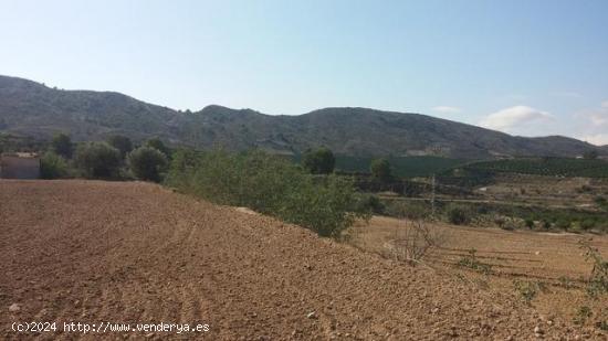 TERRENO RUSTICO EN ORIHUELA  TOTALMENTE VALLADO CON NAVE - ALICANTE