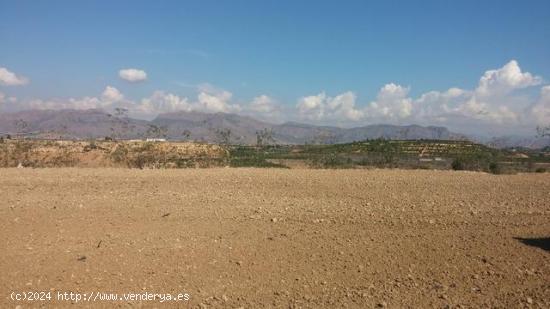 TERRENO RUSTICO EN ORIHUELA  TOTALMENTE VALLADO CON NAVE - ALICANTE