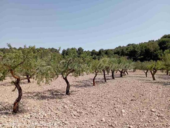 Suelo rústico en Venta en Jumilla Murcia