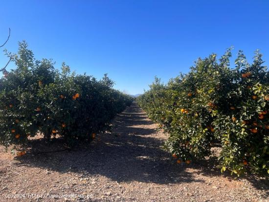 FINCA RUSTICA EN LLIRIA DE NARANJOS - VALENCIA