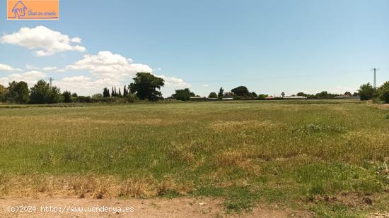 TERRENO VIÑALES (PINSEQUE) - ZARAGOZA