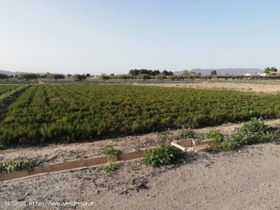 ESTUPENDA PARCELA PARA VIVIENDA EN CAZALLA - MURCIA