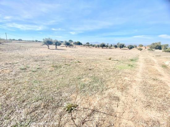 ESTUPENDA PARCELA EN PURIAS - MURCIA