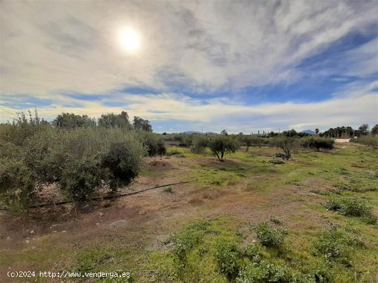 PARCELA EN LA TORRECILLA PARA EDIFICACION DE VIVIENDA UNIFAMILIAR - MURCIA