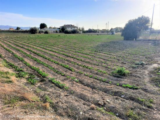 Parcela para construir vivienda unifamiliar en Cazalla - MURCIA