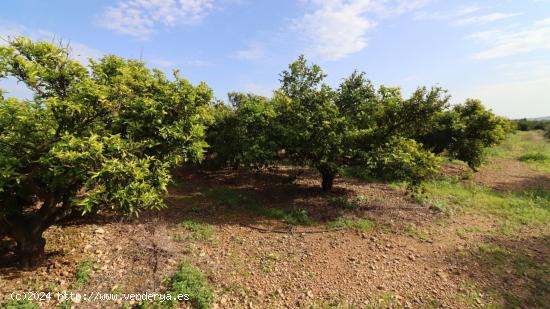  Finca de  clemenules de 11 jornales catalanes. - CASTELLON 