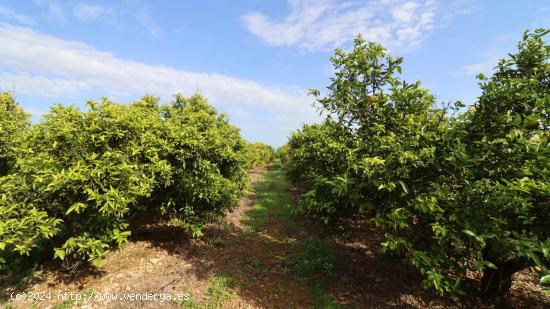 Finca de  clemenules de 11 jornales catalanes. - CASTELLON