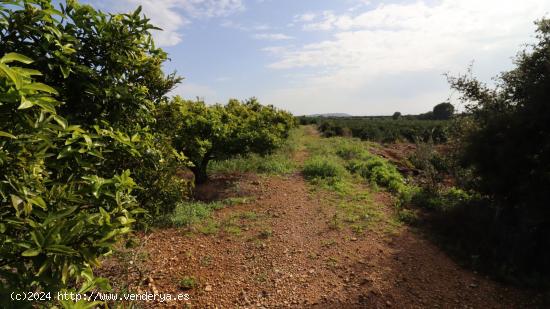 Finca de  clemenules de 11 jornales catalanes. - CASTELLON