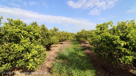 Finca de  clemenules de 11 jornales catalanes. - CASTELLON