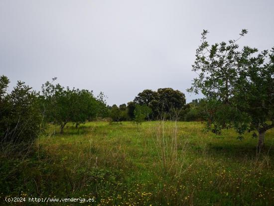 Se Vende en Cervera del Maestre - CASTELLON