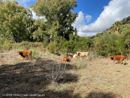  Magnifica Finca de Caza enLa Sierra Norte de Sevilla. - HUELVA 