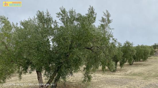 Olivar a los pies de Baena - CORDOBA