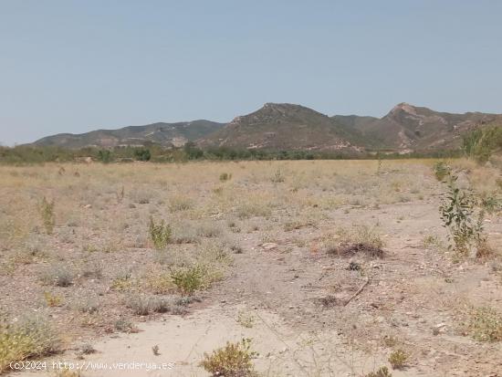 Terreno de regadío, cultivo. Puerto Lumbreras. - MURCIA