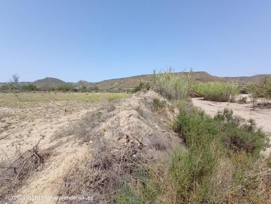 Terreno de regadío, cultivo. Puerto Lumbreras. - MURCIA