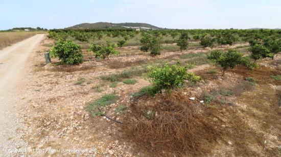 Finca de naranjos y clementinas en producción - CASTELLON