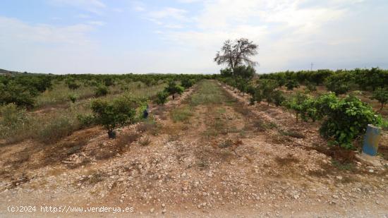 Finca de naranjos y clementinas en producción - CASTELLON