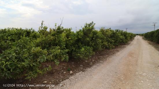 Finca de naranjos y clementinas en producción - CASTELLON