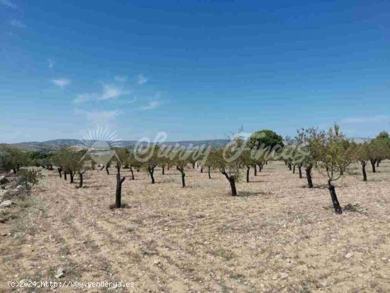 Parcela en Venta en Biar Alicante