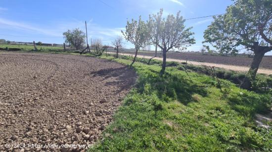 FINCA DE REGADIO CON ALMACEN EN ZAMORA - ZAMORA