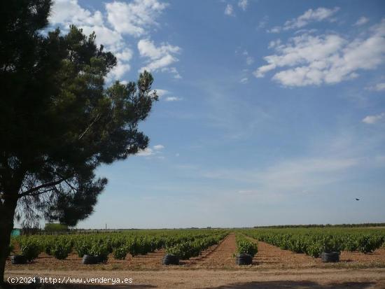 SE VENDE FINCA DE VIÑEDO EN TERMINO DE SOCUELLAMOS CON DERECHOS DE RIEGO EN TODA LA FINCA - CIUDAD 